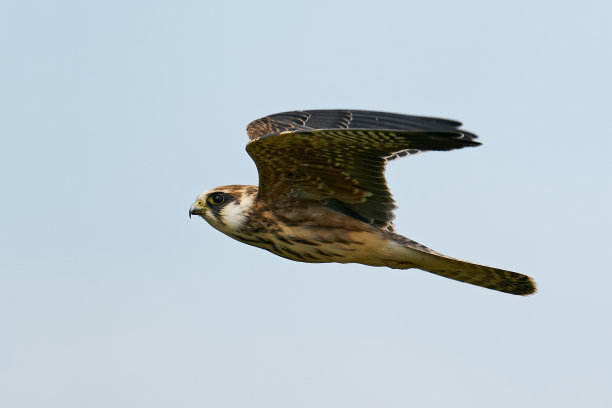 falcon
