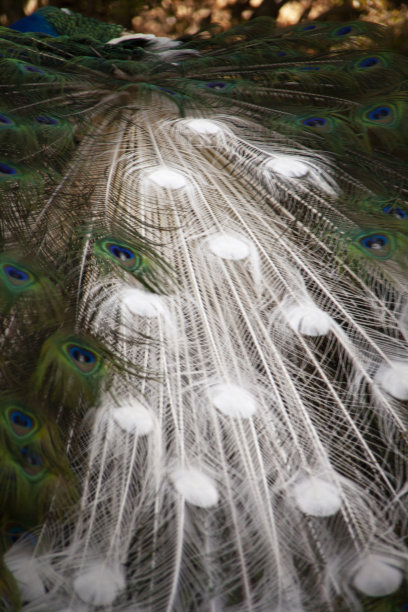 preen