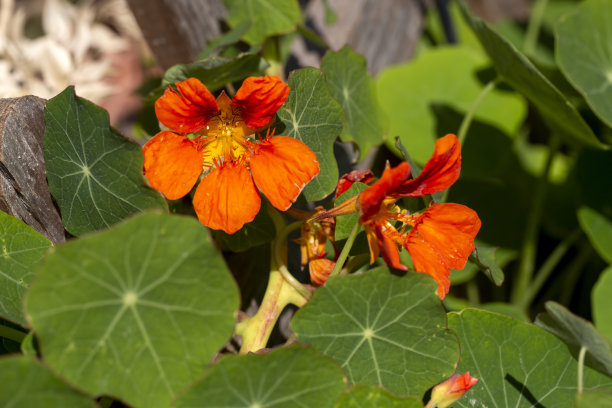 nasturtium