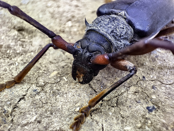 arthropod