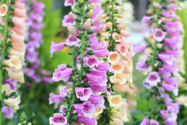 digitalis