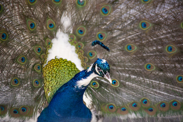 preen
