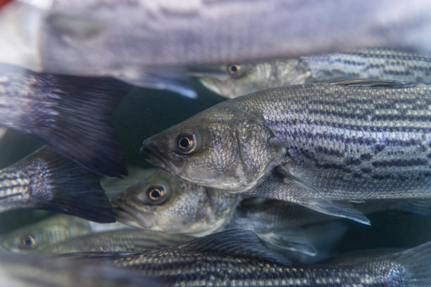 rockfish