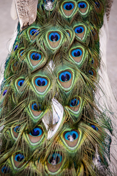 preen