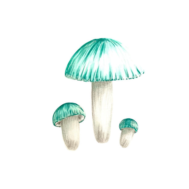 蘑菇速写画