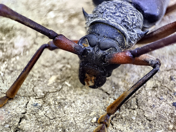 arthropod
