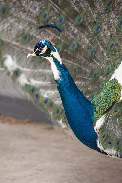 preen