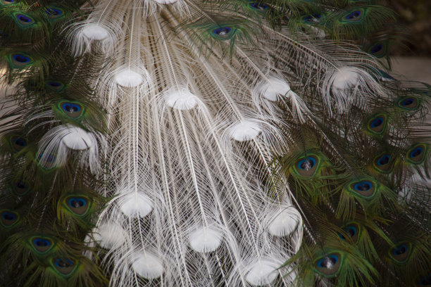preen