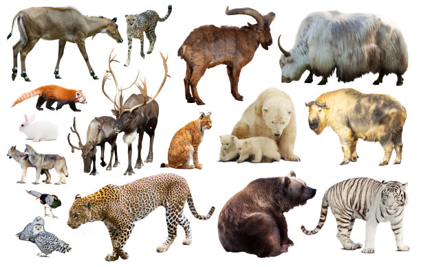 zoology