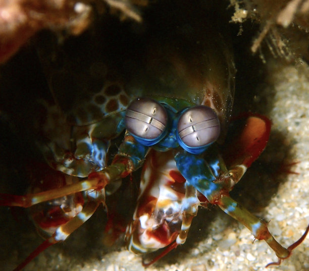 深海红虾