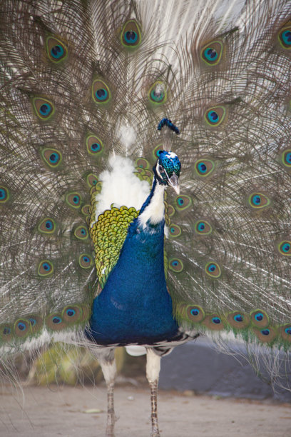 preen
