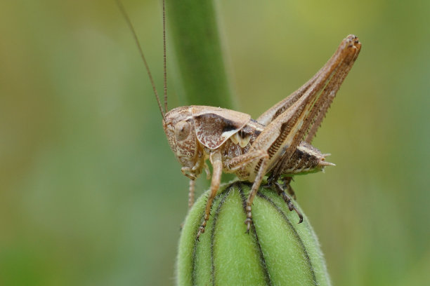 katydid