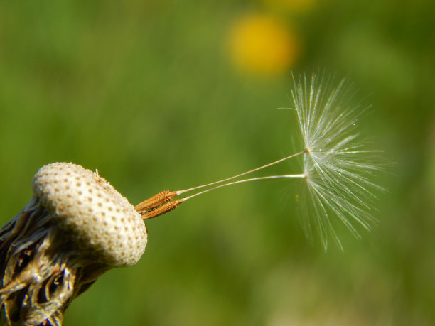 wispy