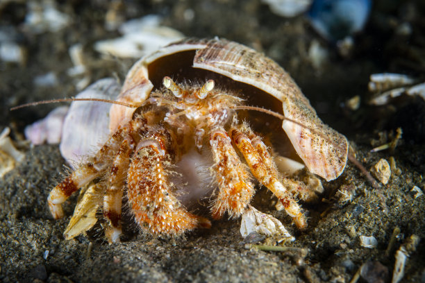 crustacean