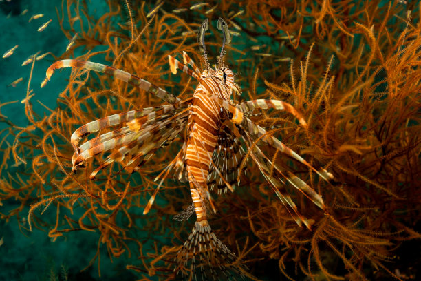 lionfish