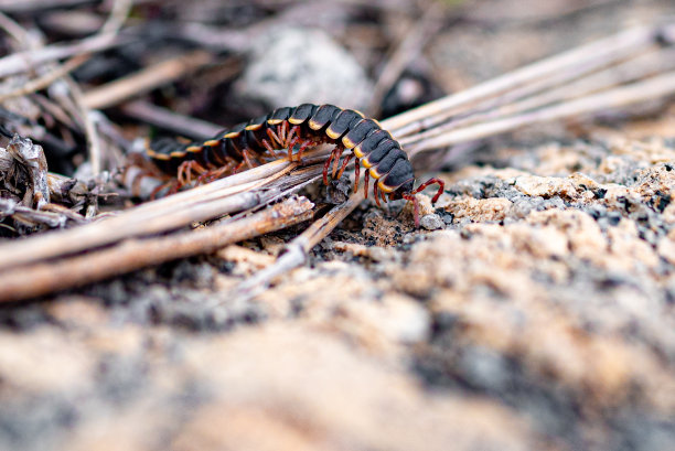 arthropod