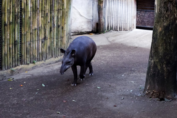 tapir