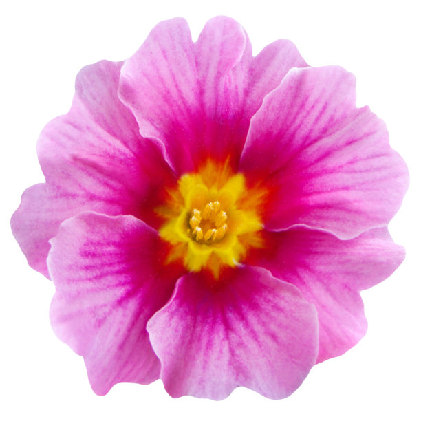 primula