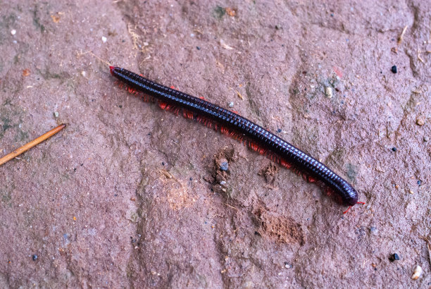 millipede