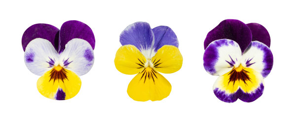 pansy