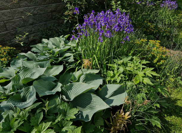 hosta