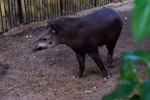 tapir