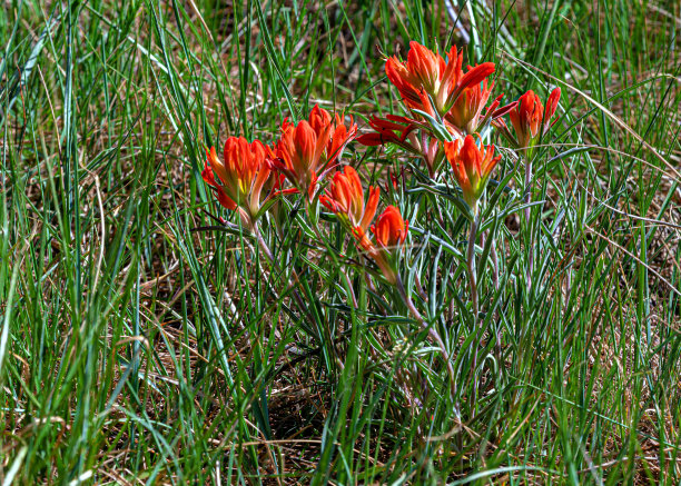 hawkweed
