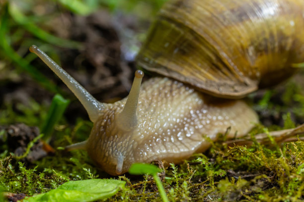 gastropod