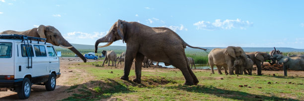 阿多大象国家公园,野生动物保护区,阿杜大象国家公园
