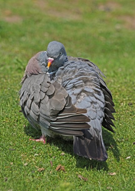 preen