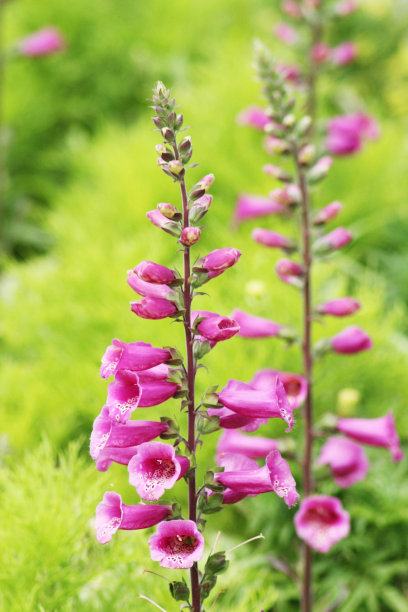 digitalis