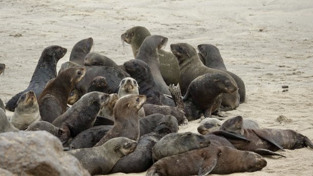 colony