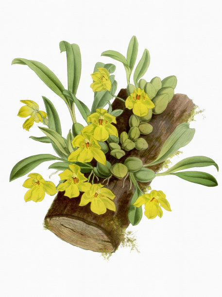 cymbidium