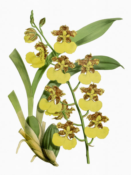 cymbidium