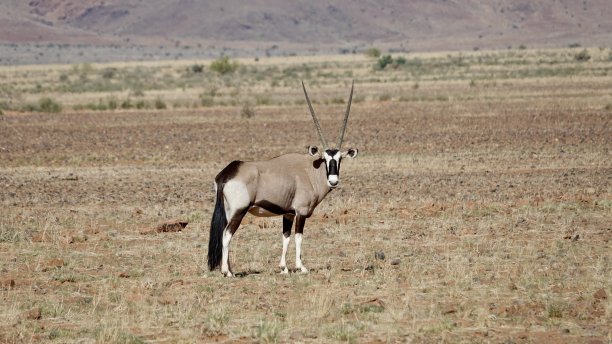 gemsbok
