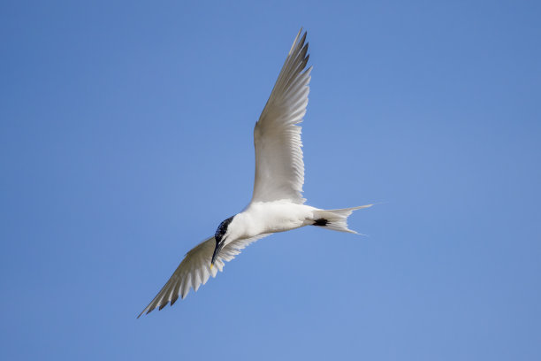 小tern