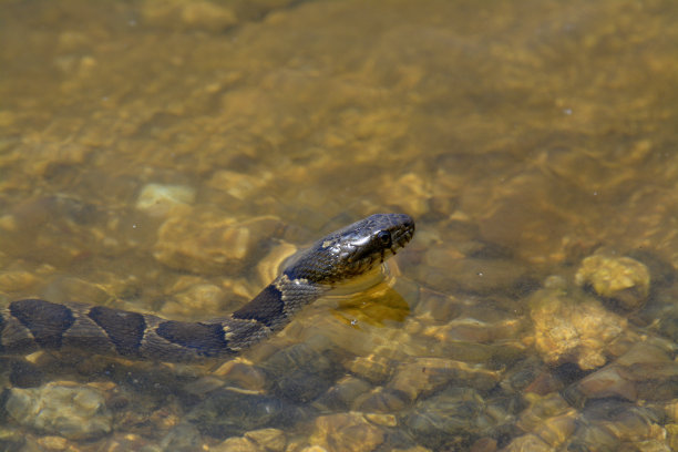 natrix