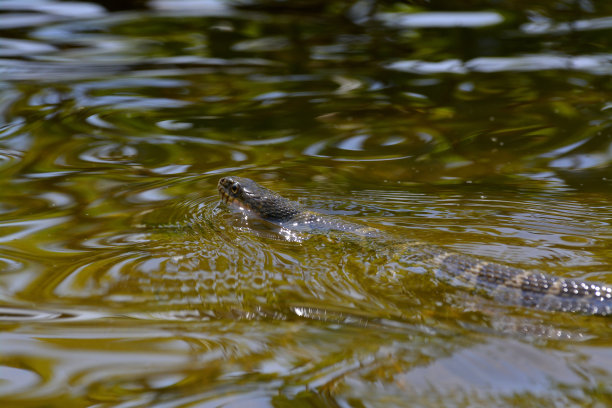 natrix