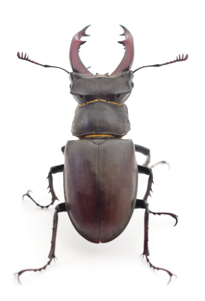 horned