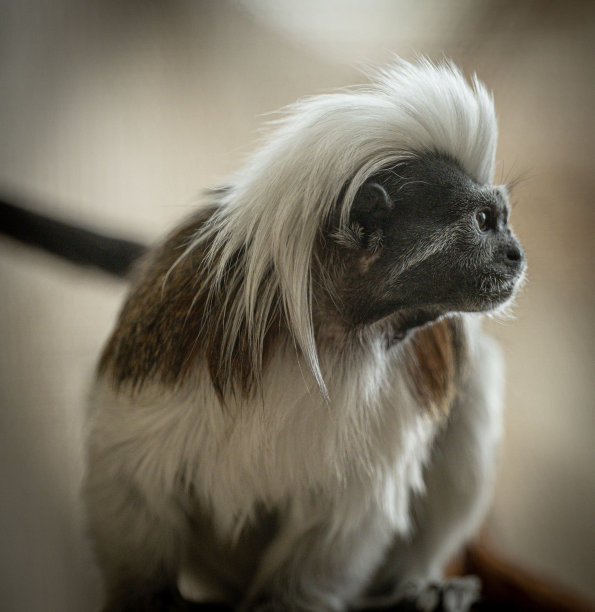 saguinus