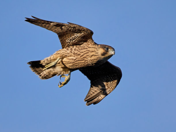 falcon