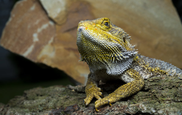 agama