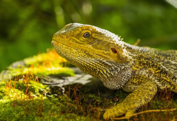 agama