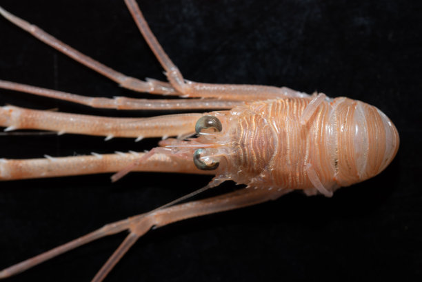 无脊椎动物标志