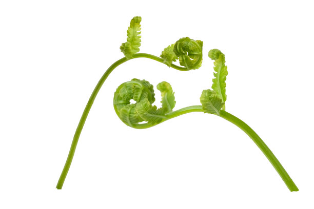 fiddlehead