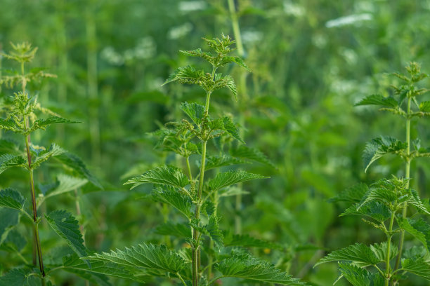 nettles
