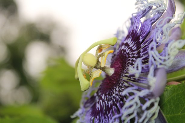 passiflora