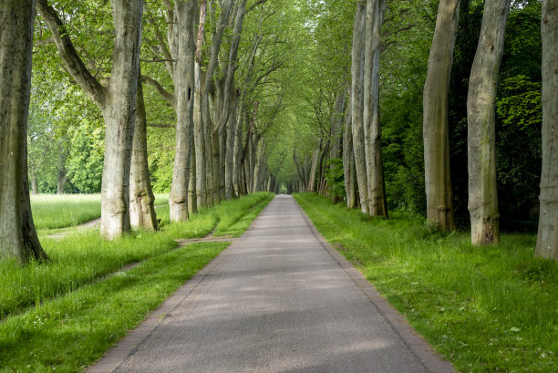 avenue