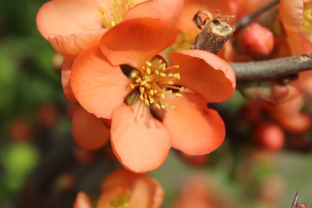 chaenomeles