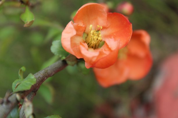 chaenomeles